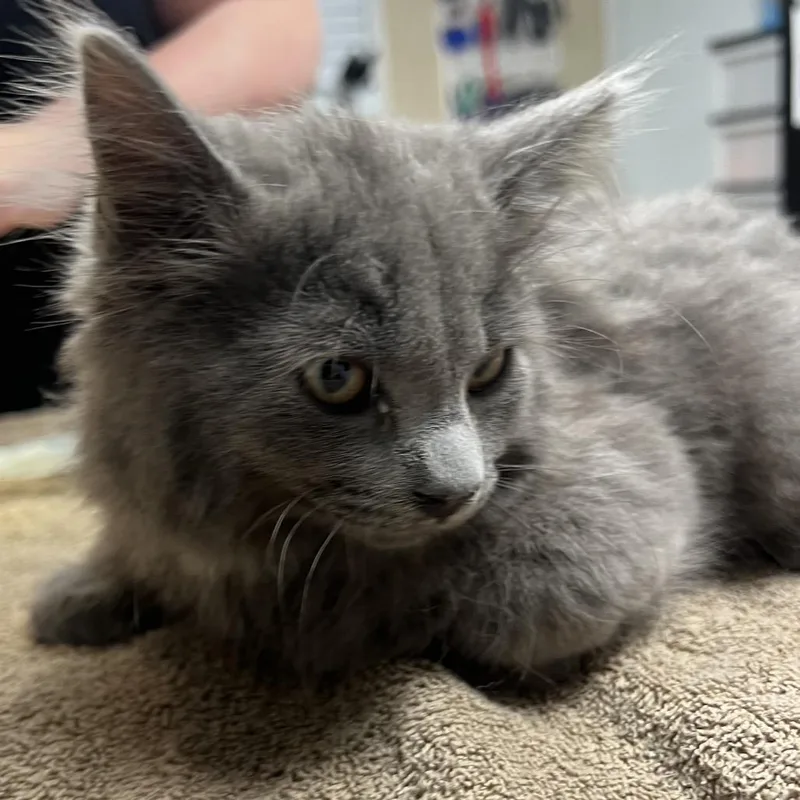 A baby small-sized male Gray / Blue / Silver Domestic Long Hair cat named Gerald for adoption in Owosso, MI