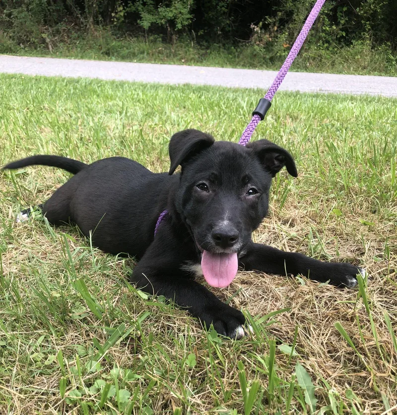 A baby large-sized male Pit Bull Terrier dog named Manchego for adoption in Elkins, WV