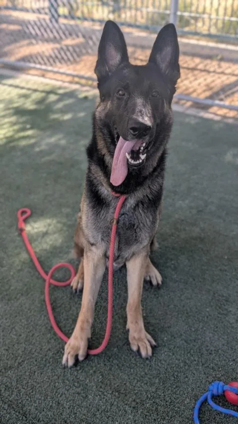 An adult large-sized male German Shepherd Dog dog named Leo for adoption in Los Angeles, CA