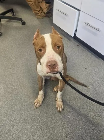 An adult medium-sized female Mixed Breed dog named Apple Pie for adoption in West Chester, PA