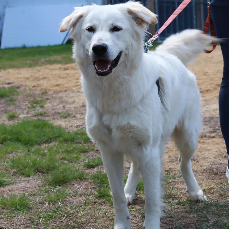 A young large-sized female White / Cream Great Pyrenees dog named Ct Selah for adoption in Eastford, CT
