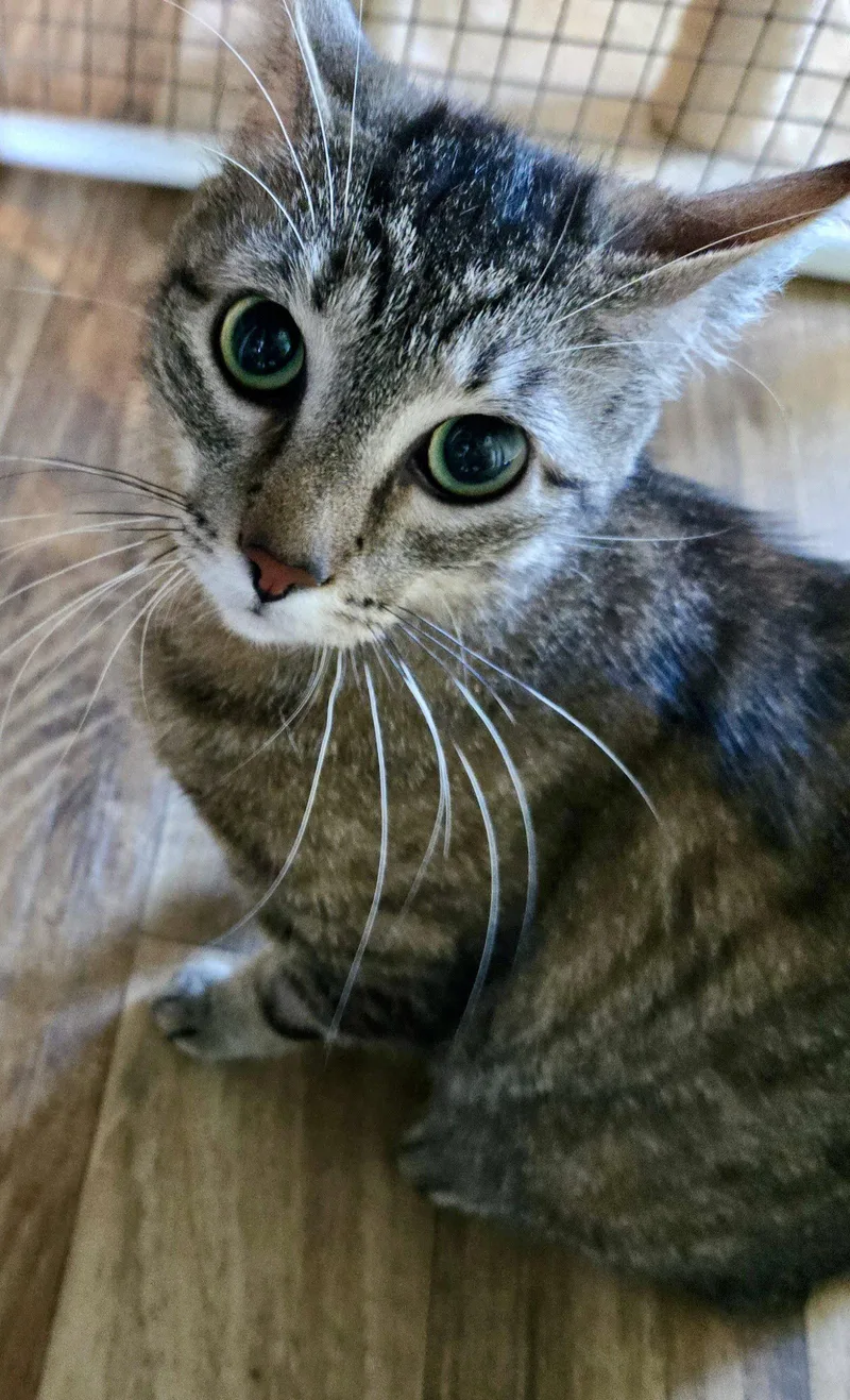 An adult medium-sized female Domestic Short Hair cat named Yosemite for adoption in Penndel, PA
