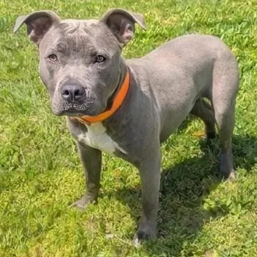 A young medium-sized male Pit Bull Terrier dog named Walla for adoption in Akron, OH