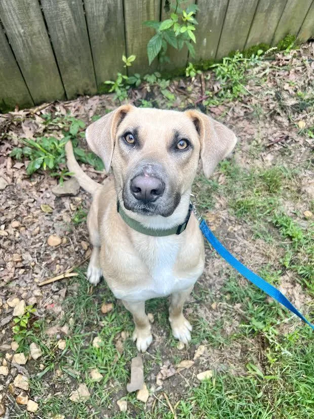 A young large-sized male Yellow / Tan / Blond / Fawn Black Mouth Cur dog named Kevin for adoption in Austin, AR