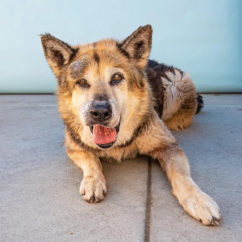 A senior medium-sized female German Shepherd Dog dog named Queen for adoption in Pasadena, CA