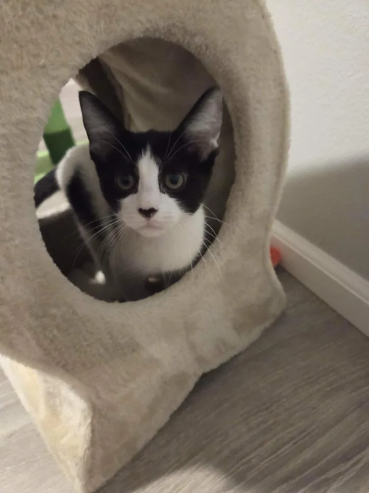 A baby medium-sized female Black & White / Tuxedo Domestic Short Hair cat named Dayana for adoption in Sedalia, CO