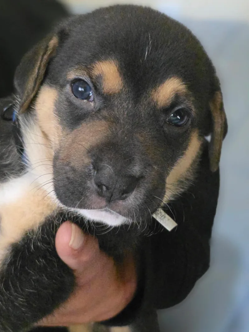 A baby large-sized male German Shepherd Dog dog named Heathrow for adoption in Arlee, MT