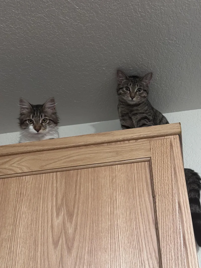 Simba Nc