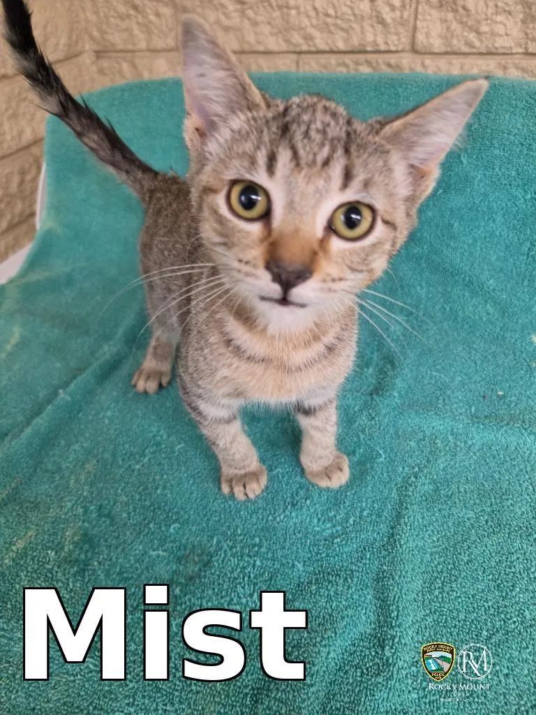 A baby medium-sized female Domestic Short Hair cat named Mist for adoption in Rocky Mount, NC