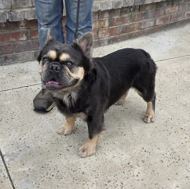 A young medium-sized male Black French Bulldog dog named Mase for adoption in Lathrop, CA