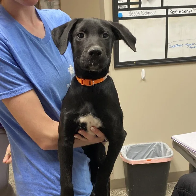 A baby medium-sized male Mixed Breed dog named Mr. Pibb for adoption in Norfolk, NE
