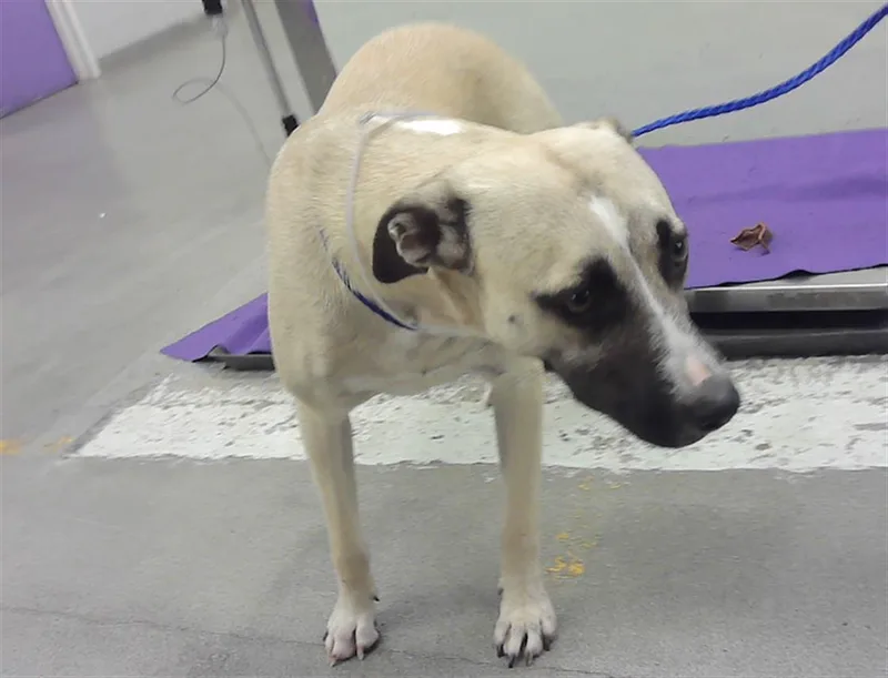 A young medium-sized male Labrador Retriever dog named Poe for adoption in Houston, TX