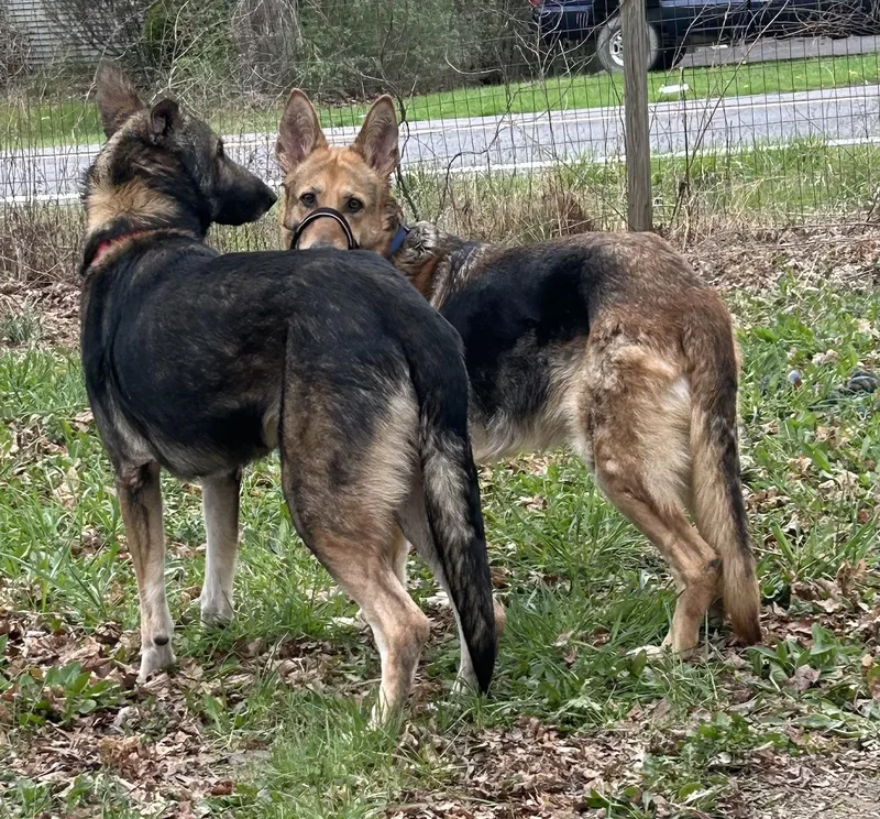 Kingston thumbnail 4