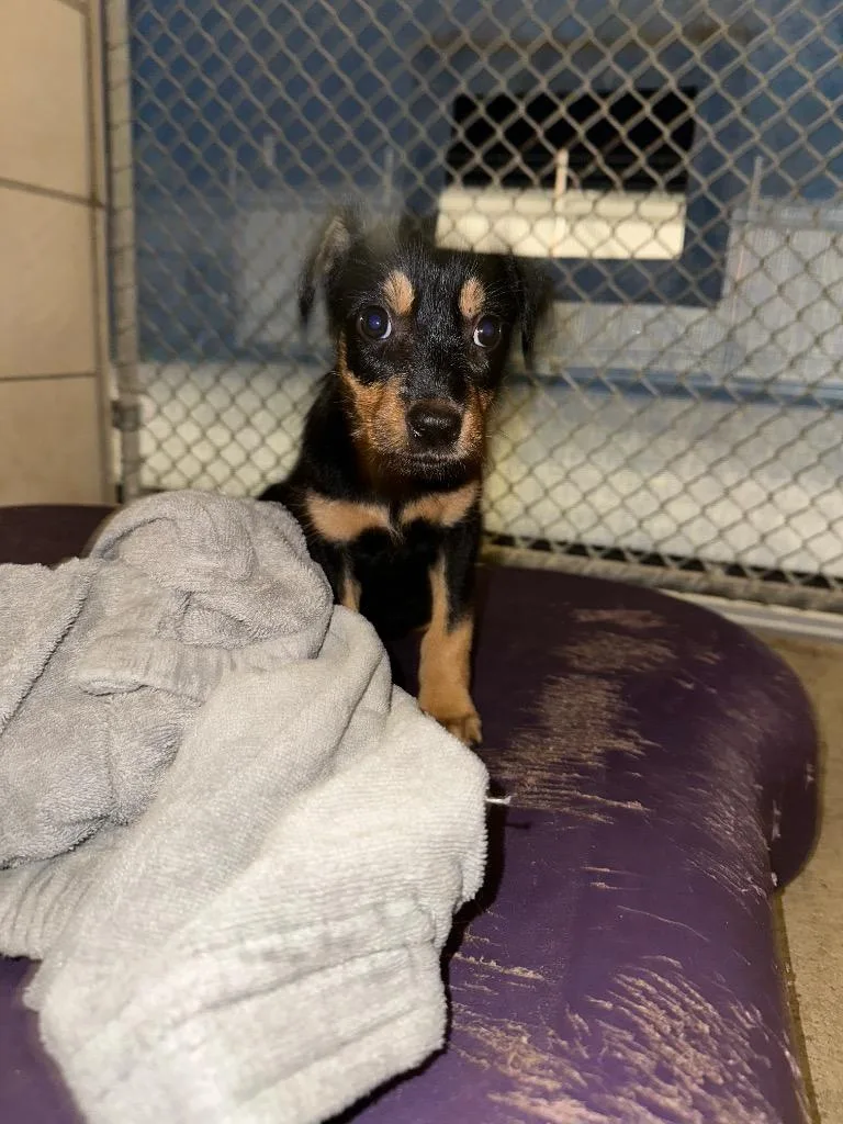 A baby small-sized female Mixed Breed dog named Brianna for adoption in Bossier City, LA