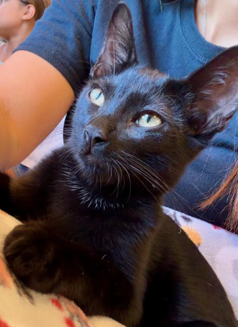A baby medium-sized male Black Domestic Short Hair cat named Sirius Black for adoption in Irvine, CA