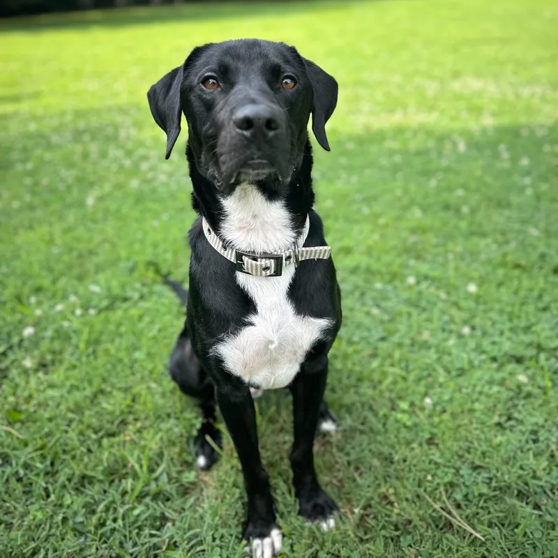 An adult medium-sized male Black Labrador Retriever dog named Nimbus for adoption in Louisville, KY