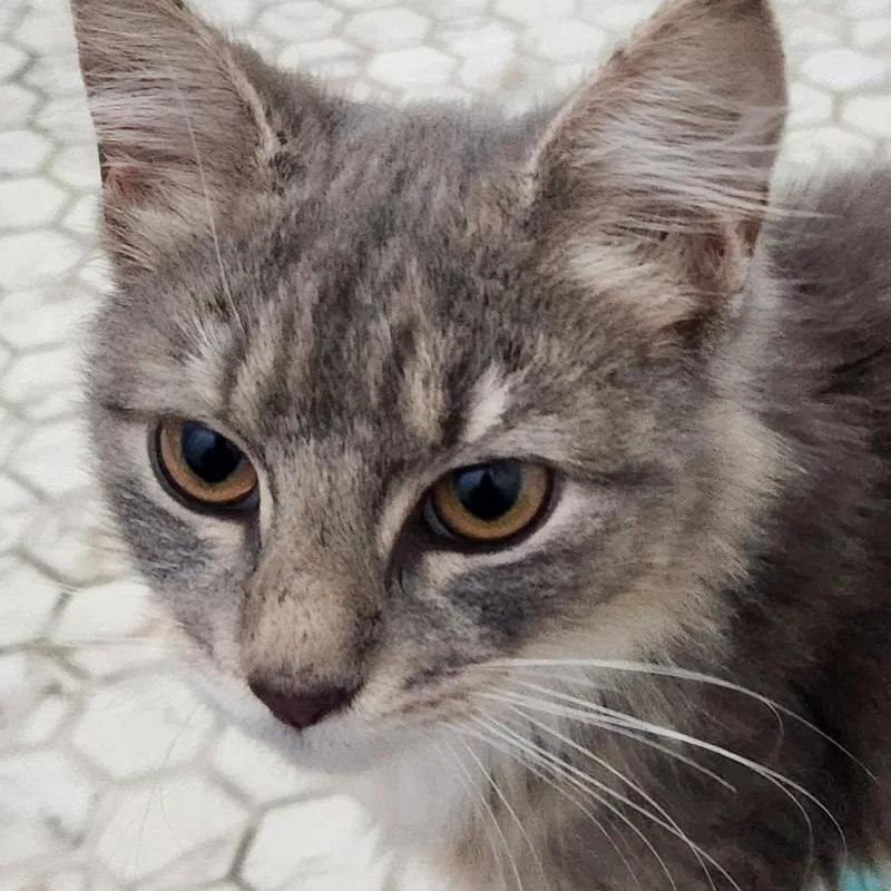 A baby medium-sized female Domestic Medium Hair cat named Miley for adoption in Glastonbury, CT