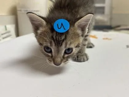 A baby small-sized male Domestic Short Hair cat named Zeppelin for adoption in Longmont, CO