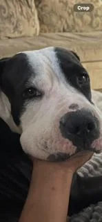 A young medium-sized female Pit Bull Terrier dog named Precious for adoption in Gilbert, AZ
