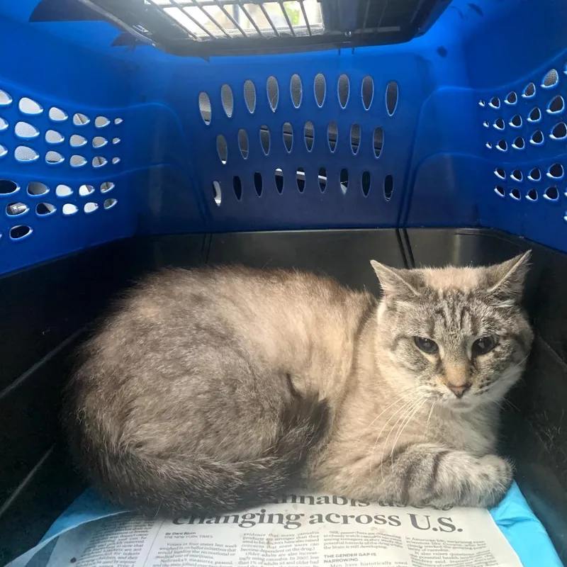 An adult medium-sized female Buff / Tan / Fawn Domestic Short Hair cat named Nafasi for adoption in Ringtown, PA