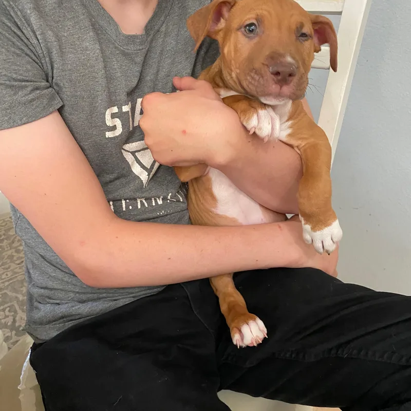 A baby medium-sized male Yellow / Tan / Blond / Fawn Boxer dog named Luke for adoption in Encino, CA