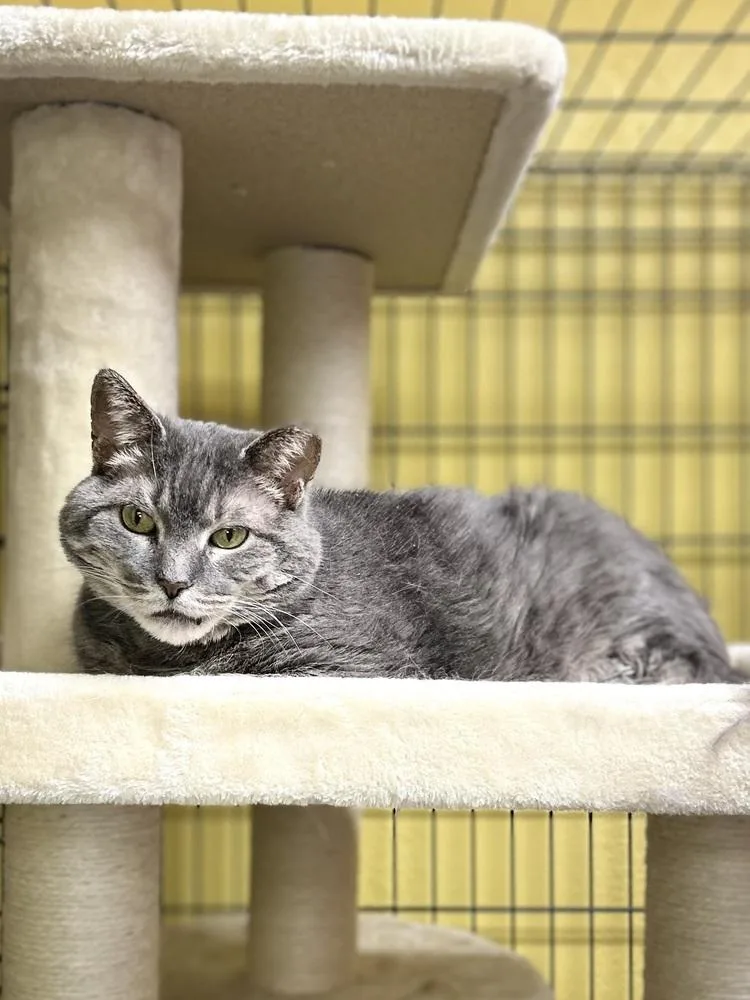 An adult medium-sized female Gray / Blue / Silver Domestic Medium Hair cat named Lucy for adoption in Temperance, MI