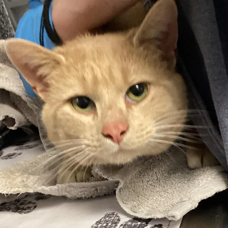 A young medium-sized male Buff / Tan / Fawn Domestic Short Hair cat named Lance for adoption in Greenville, SC