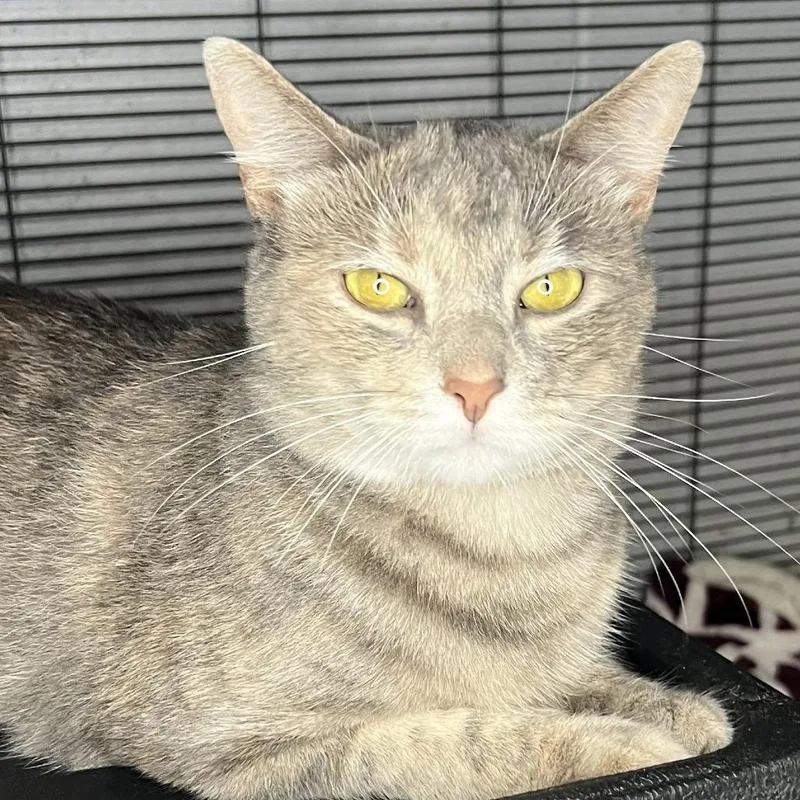 An adult medium-sized female Gray / Blue / Silver Domestic Short Hair cat named Beetlejuice for adoption in Bloomington, IN