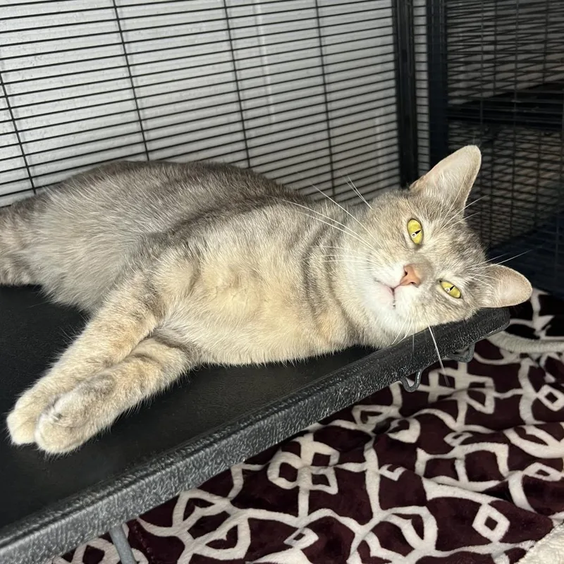 Beetlejuice thumbnail 3