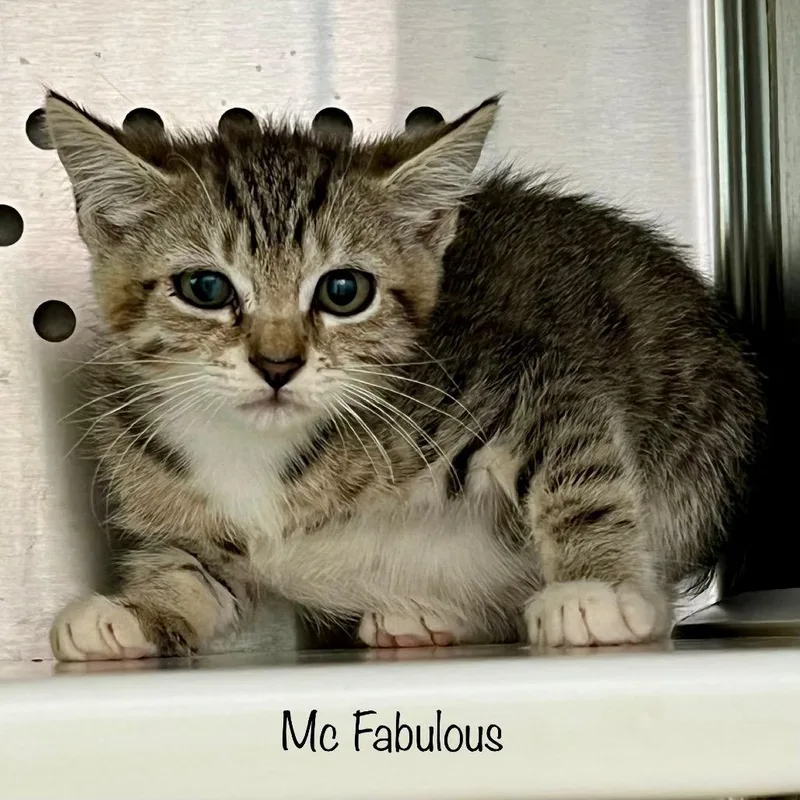 A baby small-sized female Buff / Tan / Fawn American Bobtail cat named Mc Fabulous for adoption in Madisonville, TN