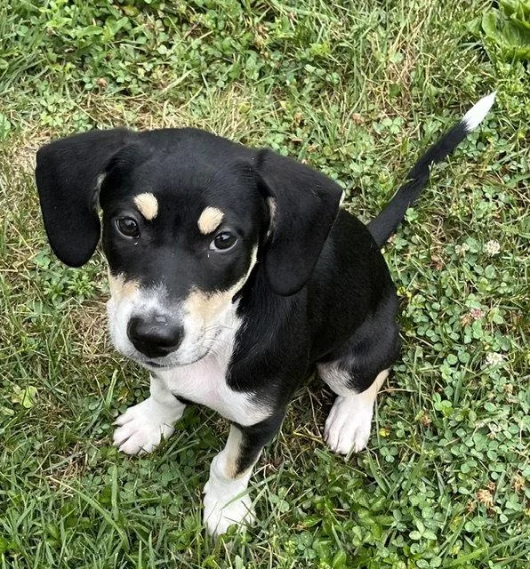 A baby medium-sized male Beagle dog named Drop for adoption in St. Louis, MO
