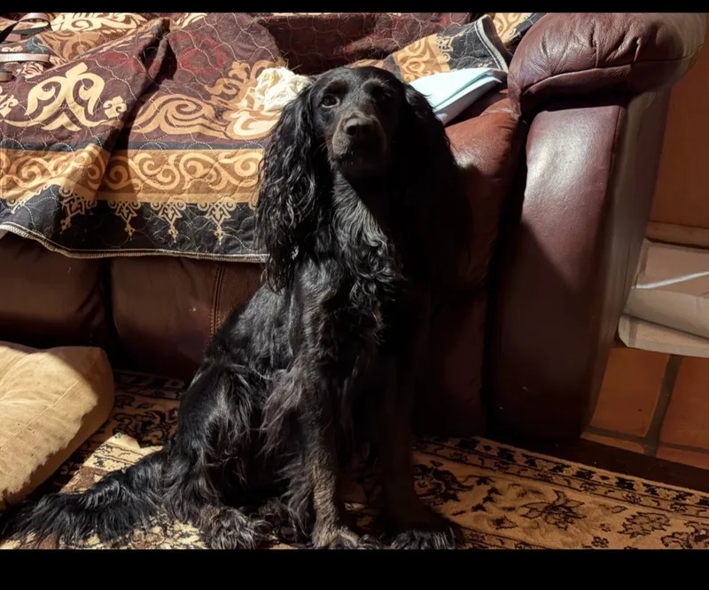 A young medium-sized male Black Spaniel dog named Wolfgang for adoption in Mesa, AZ