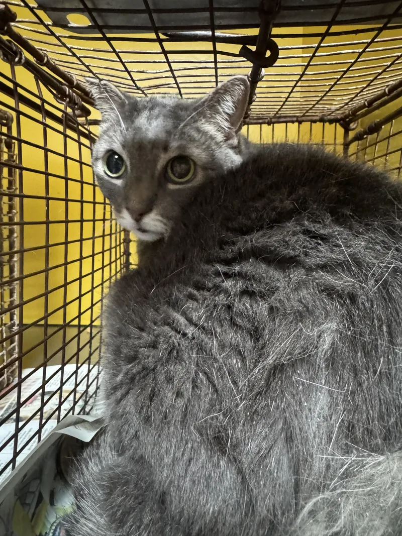 A senior large-sized female Domestic Short Hair cat named Ginger for adoption in Los Angeles, CA
