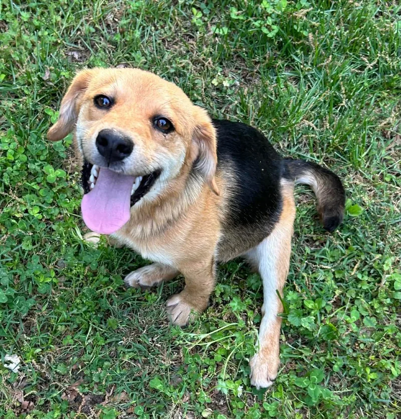 A young medium-sized female Tricolor (Brown, Black, & White) Beagle dog named Abbie for adoption in Watertown, CT
