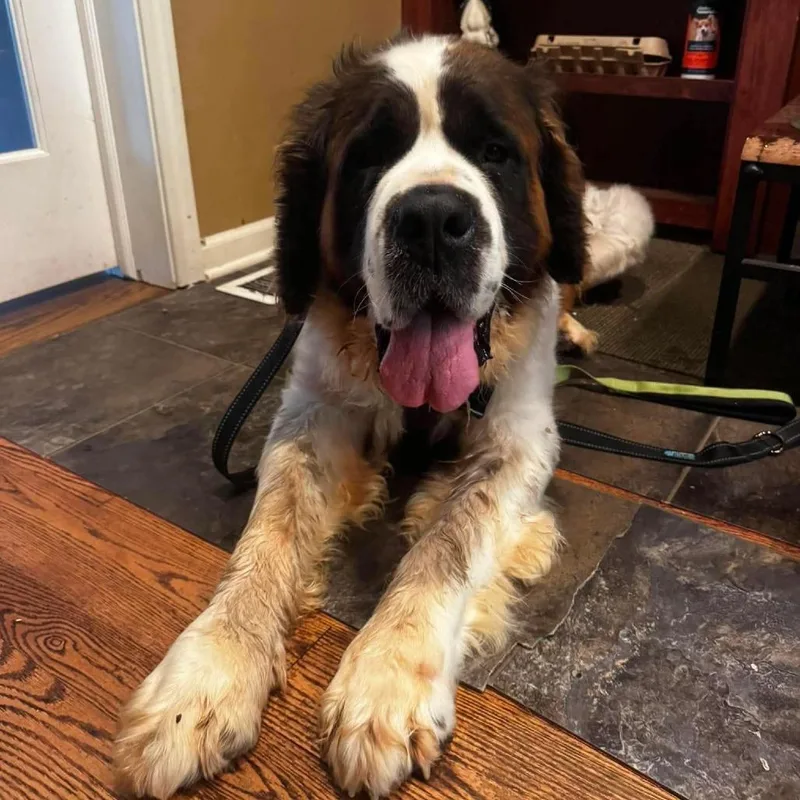 An adult extra large-sized female Brown / Chocolate Saint Bernard dog named Santana Sue D for adoption in Minneapolis, MN