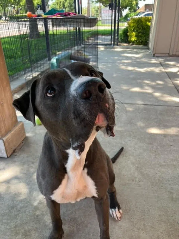 Mister Santiago • Cute thumbnail 2