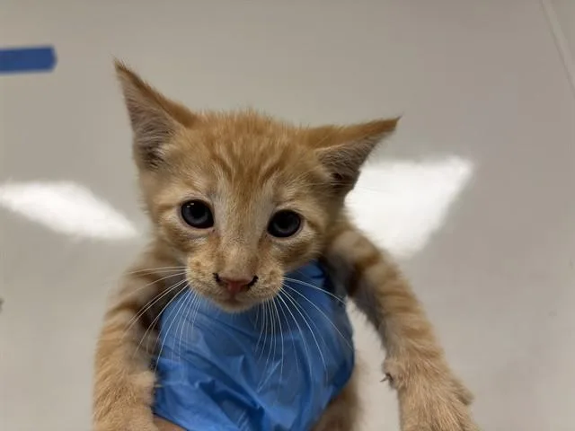 A baby small-sized male Domestic Short Hair cat named Custard for adoption in Ontario, CA