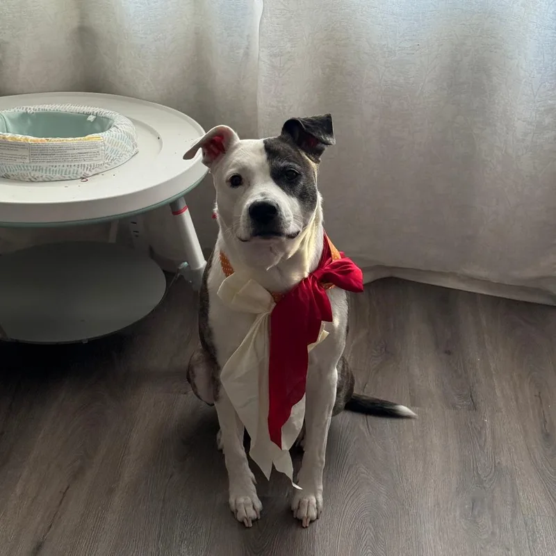 A senior medium-sized male Mixed Breed dog named King for adoption in Jasper, IN