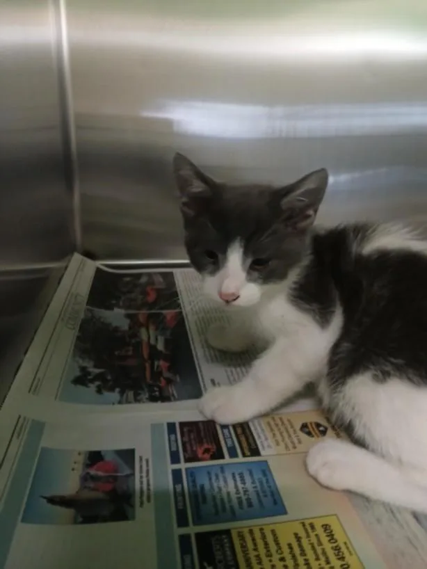 A baby small-sized male Domestic Long Hair cat named Bebe for adoption in Los Angeles, CA