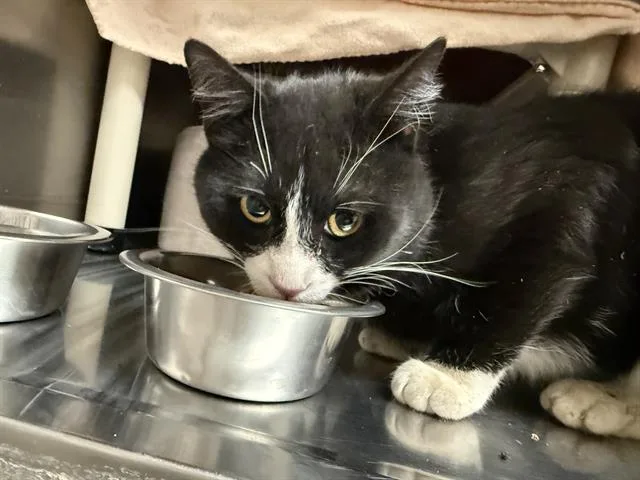 A young medium-sized male Domestic Short Hair cat named Lightning for adoption in Frisco, CO