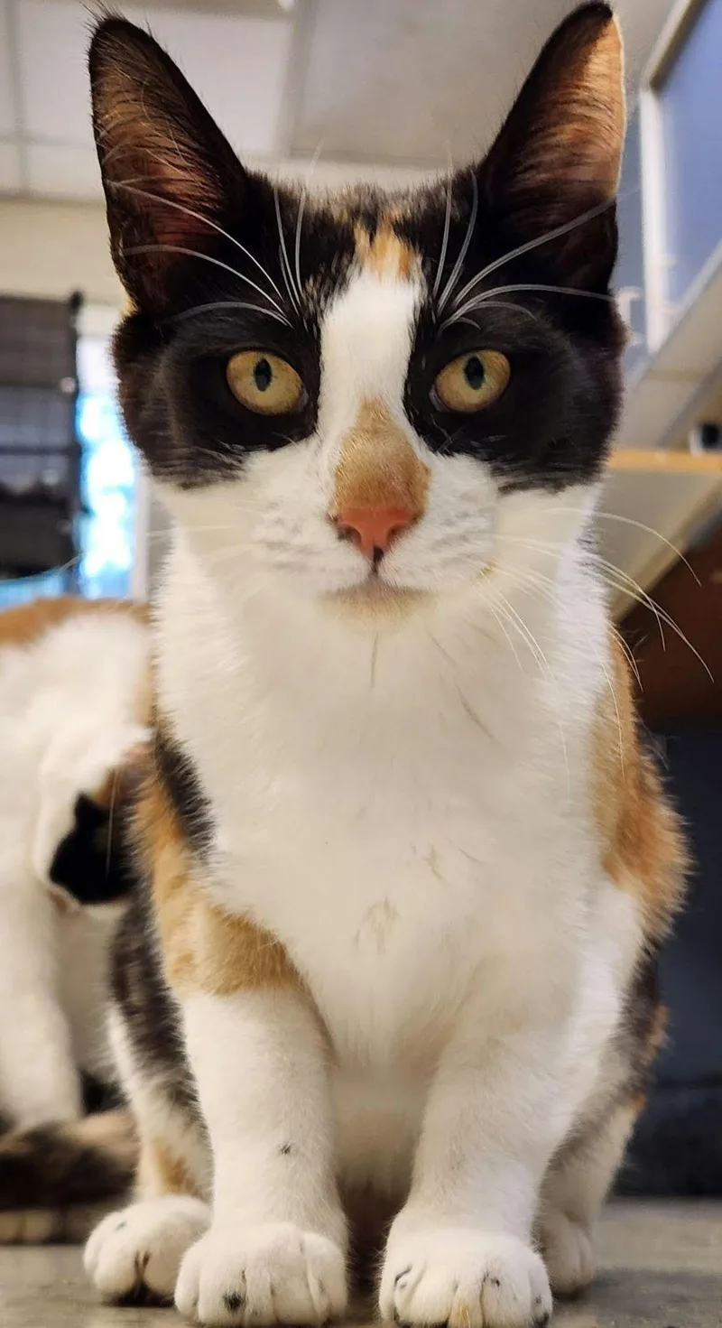 A young medium-sized female Calico cat named Qi'ra for adoption in Chester, NJ
