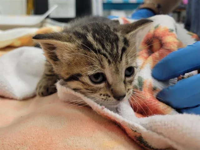 A baby small-sized male Domestic Short Hair cat named Zipper for adoption in Palo Alto, CA