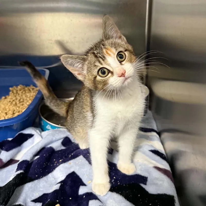A baby medium-sized female Torbie Domestic Short Hair cat named Bug for adoption in Martinsville, IN