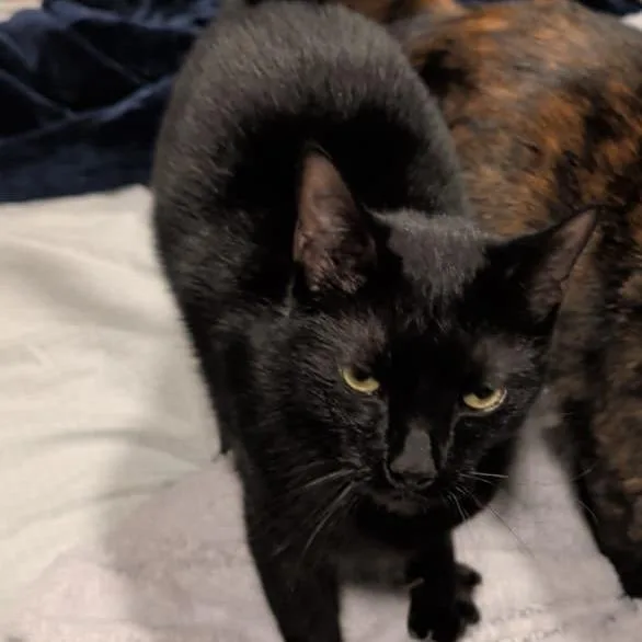 An adult small-sized male Black Domestic Medium Hair cat named Sammy for adoption in Winchester, VA