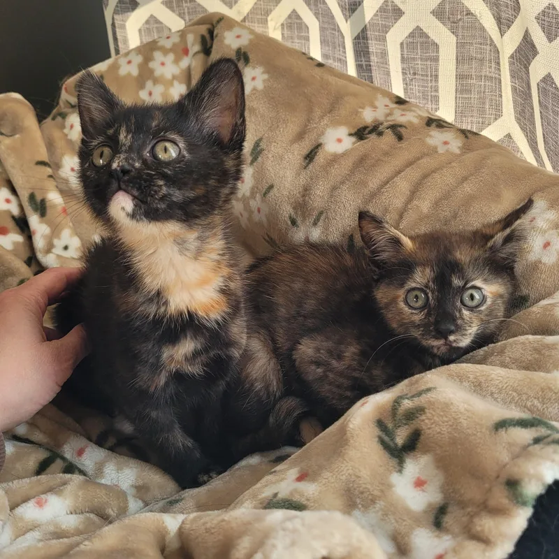 A baby medium-sized female Tortoiseshell Domestic Short Hair cat named Saffron & Desi for adoption in Whitestown, IN