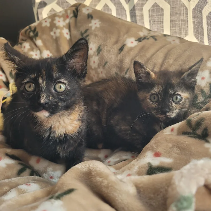 Saffron & Desi thumbnail 2