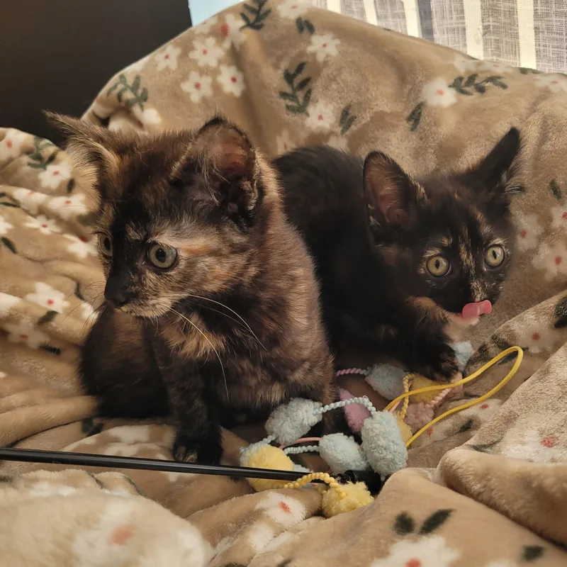 Saffron & Desi thumbnail 3