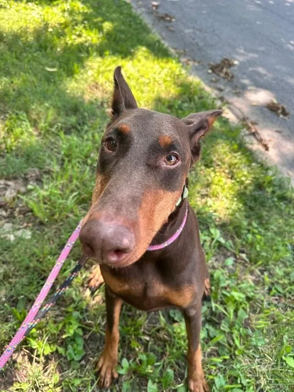 An adult large-sized female Brown / Chocolate Doberman Pinscher dog named Bloom for adoption in Cincinnati, OH