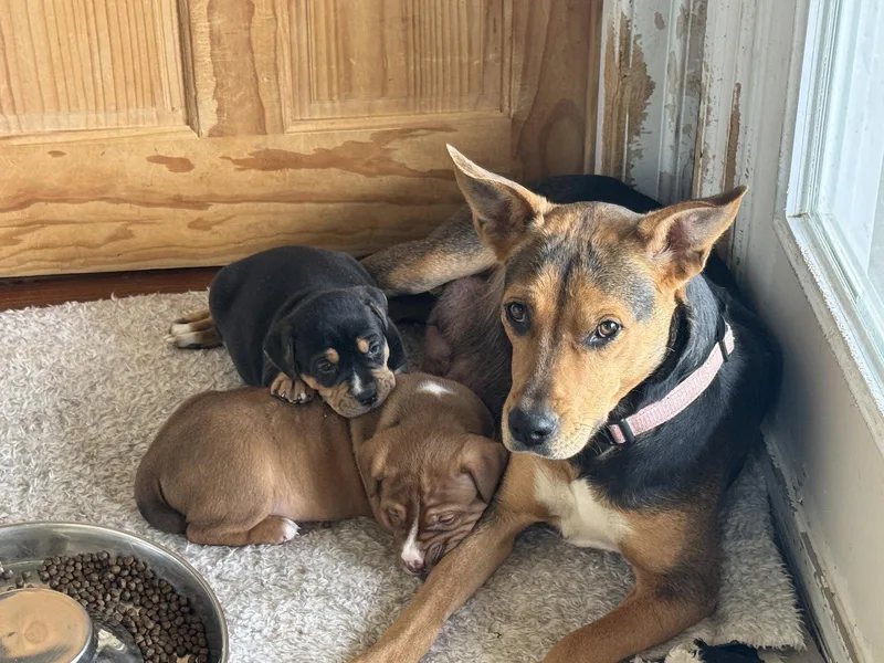 A baby large-sized female Hound dog named Winkie for adoption in Holly Springs, NC