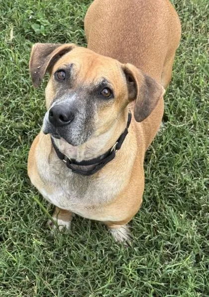 An adult medium-sized female Terrier dog named Glordana for adoption in San Antonio, TX
